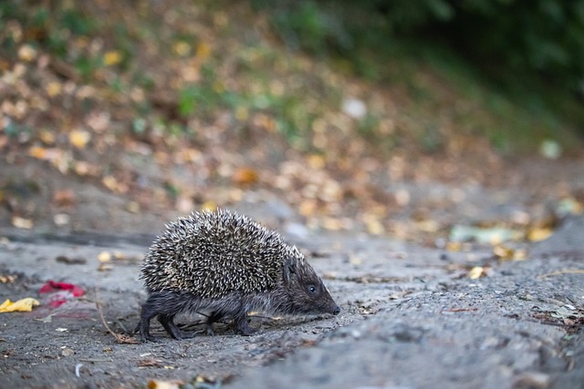 划反攻方案 划反攻方案